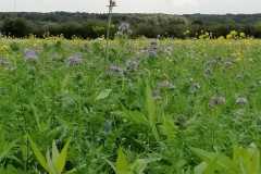 IMG-20200910-WA0002-1