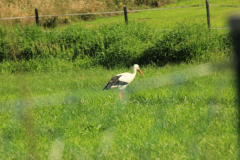 IMG_6890
